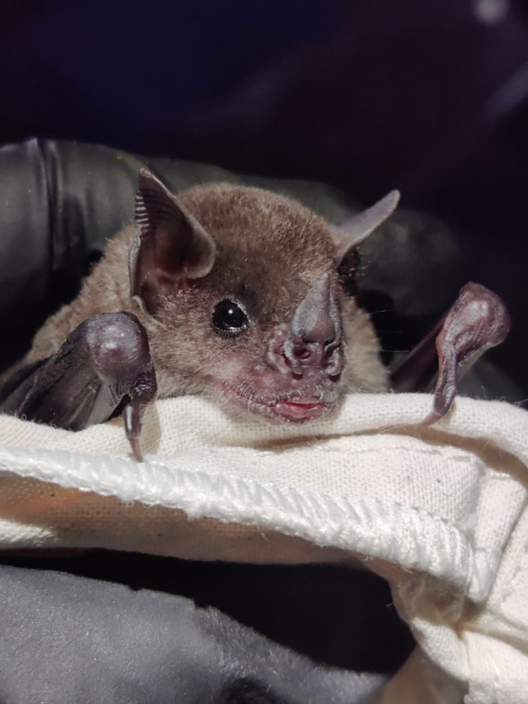 A cute dark brown bat sits in a black gloved hand.