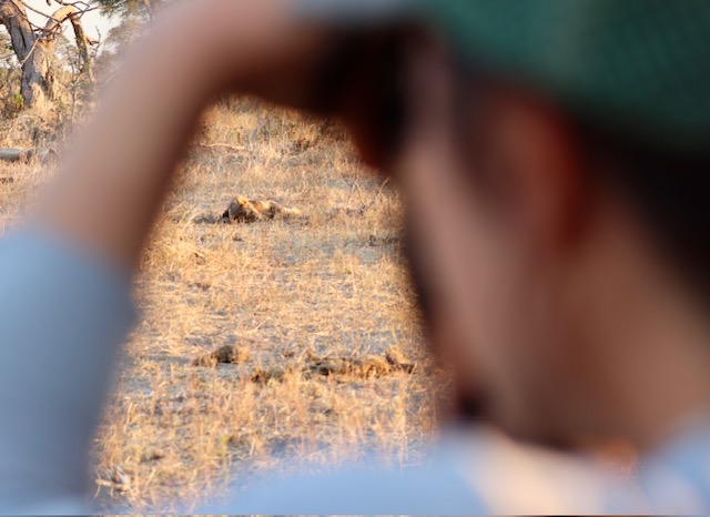 The camera is behind a blurry person holding binoculars. A lion is in focus in the distance. 