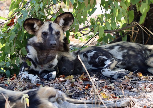 An African wild dog lounges in the shade. 