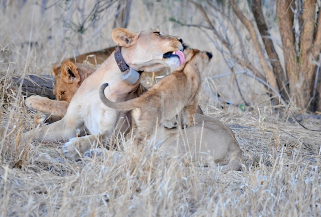 A female lion with a radio collar licks a cub.