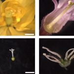 20260224_examples_pistils Large