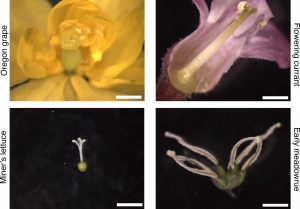 20260224_examples_pistils Large