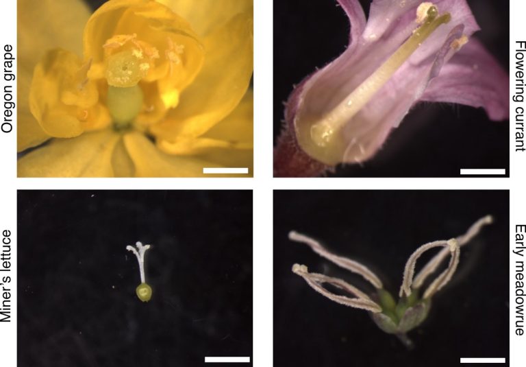 20260224_examples_pistils Large