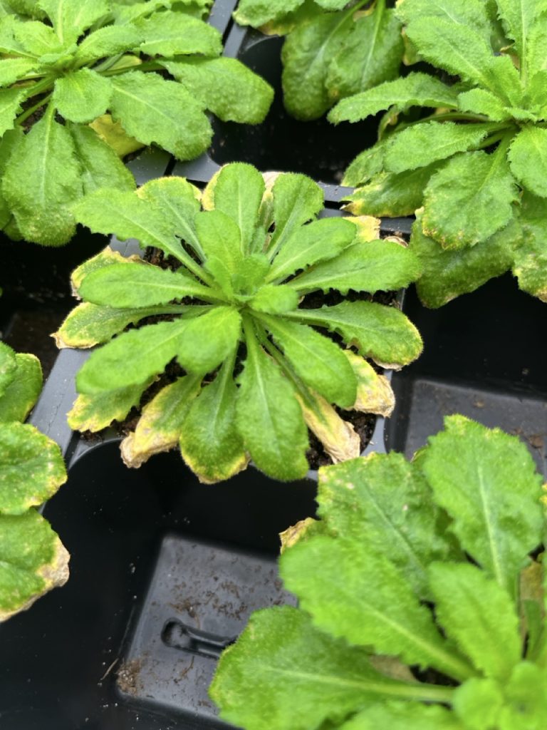 A green rosette plant