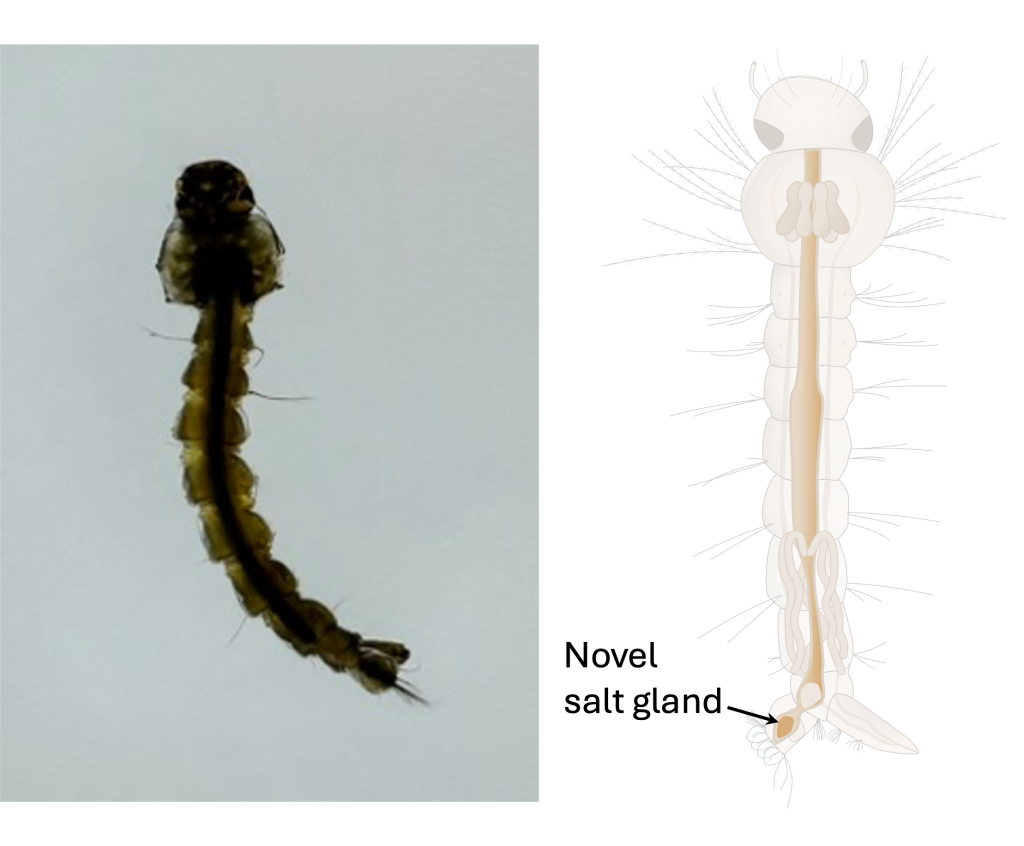 A mosquito larvae photo and a diagram of the larvae with an arrow pointing to the novel salt gland.