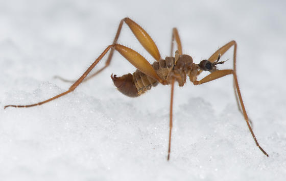 The Snow Fly Project – Harnessing citizen science to enable research into  the physiology of cold tolerance. A project of the Tuthill Lab at the  University of Washington.