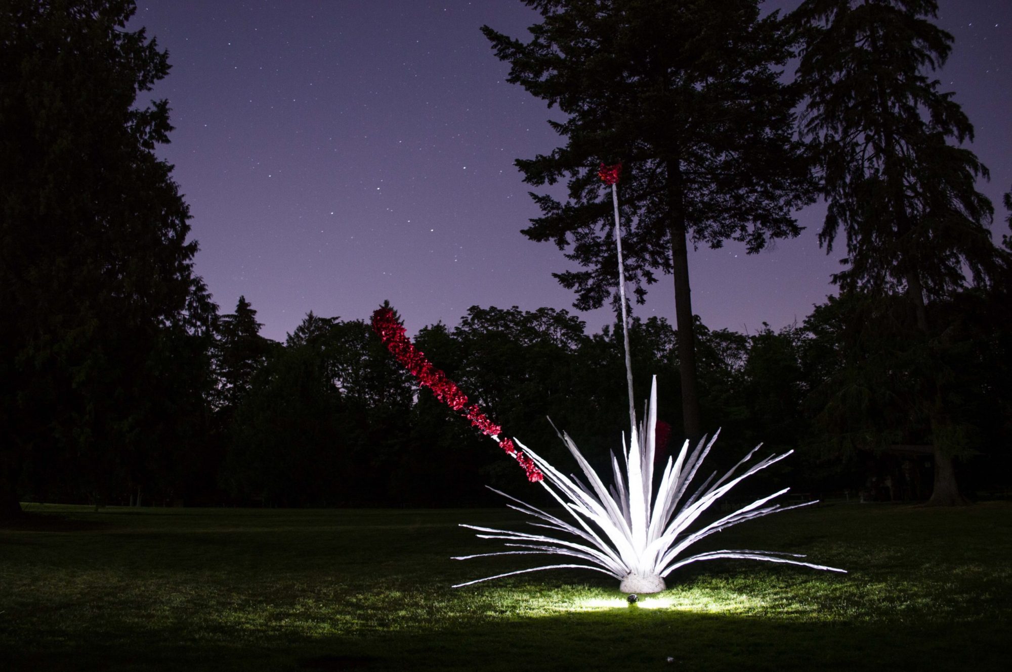 Andy Romero. <em>Doryanthes palmeri transiens</em>. 2020.