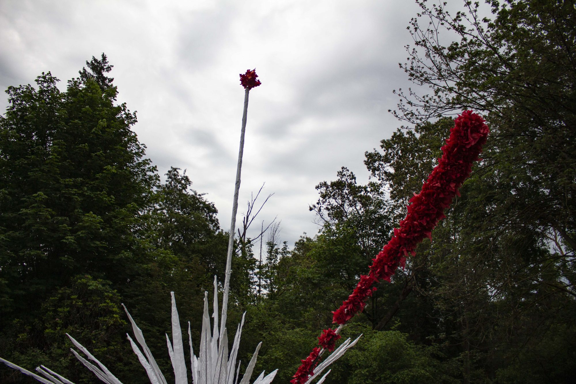 Andy Romero. <em>Doryanthes palmeri transiens</em>. 2020.