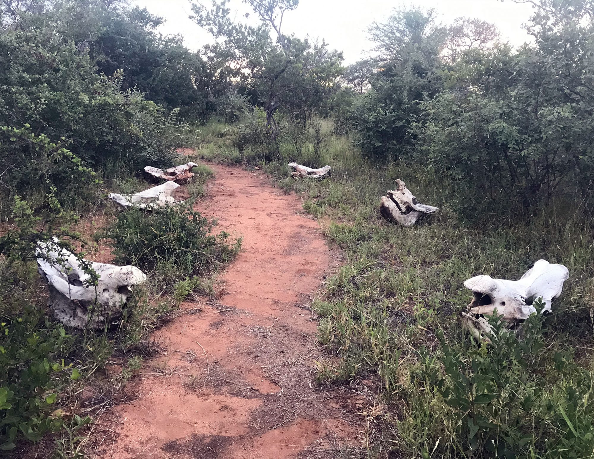 Jeremy Barribeau. Rhino skulls, undisclosed location, 2020.