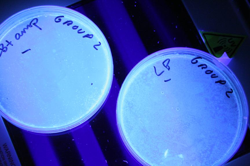 Lb Agar Plate Recipe Ampicillin Dandk Organizer 2055