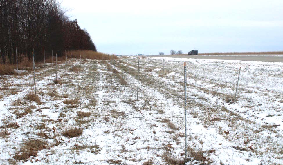 Measuring snow levels blocked by a living snow fence on I-72 in Illinois.