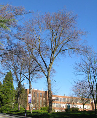 9. English Elm