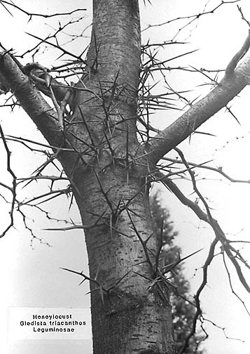 [Large thorns on the trunk of Honey Locust]
