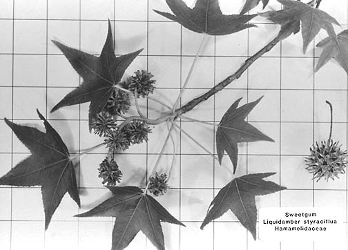 [Leaves and seed pods of Sweetgum]