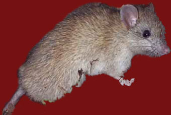 Rat