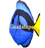 Guadalupe