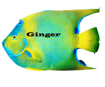 Ginger