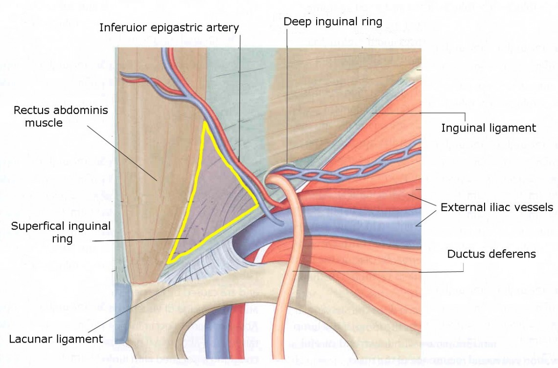 Femoral muscle