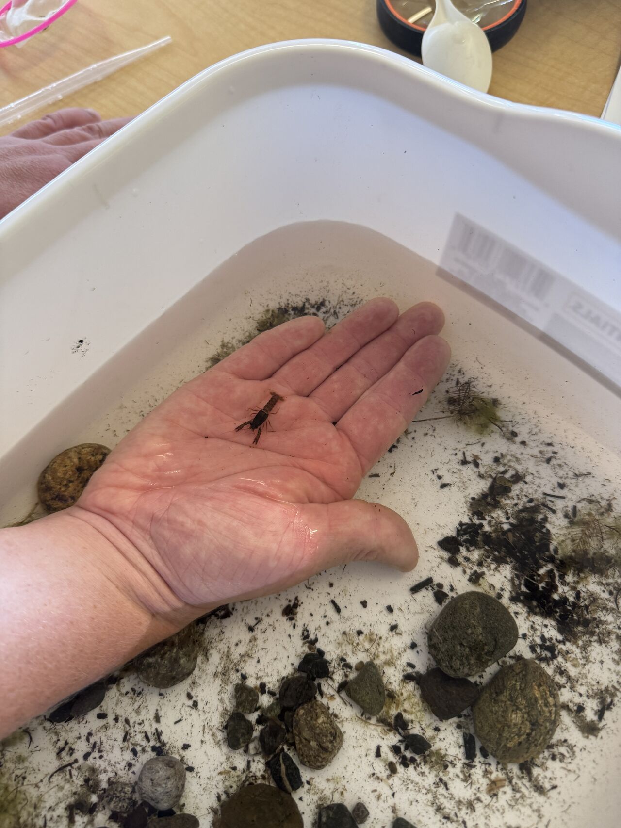 Programmatic Assistant Internship – CONNECTED HUSKIES