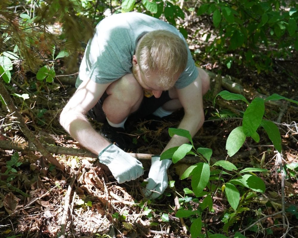 Invasive Species Management & Restoration Internship