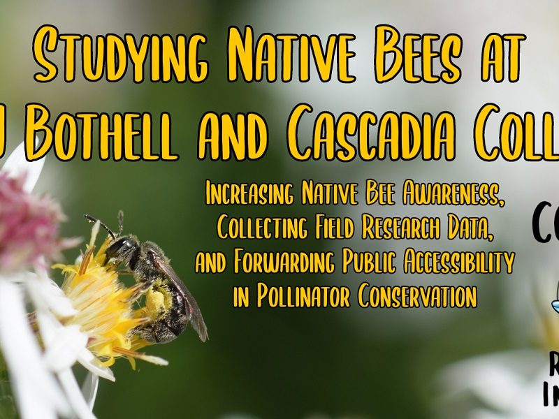CCUWBee Native Bee Research Initiative