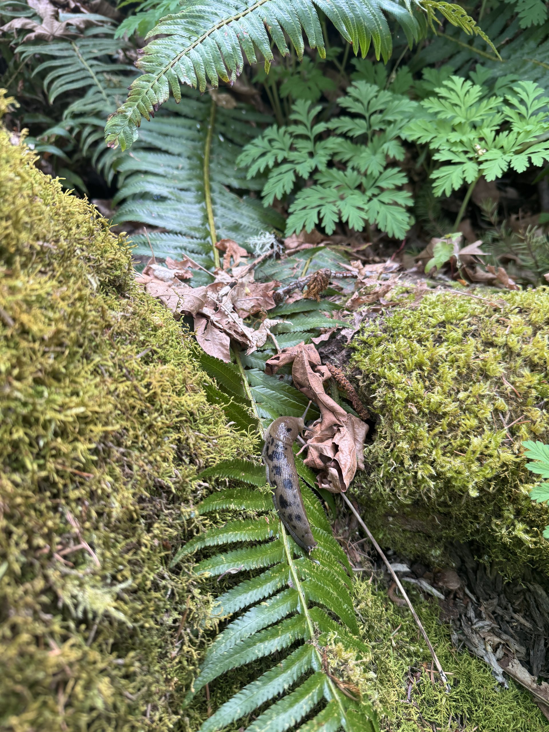 Research & Community Engagement Internships - Collaborative for Socio-Ecological Engagement