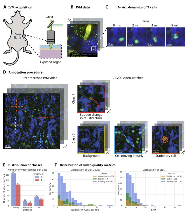 Cell Behavior Video Classification Challenge overview