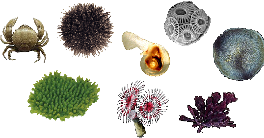 Virtual Urchin - Our Acidifying Ocean