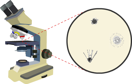 Virtual Urchin - Microscope Measurement