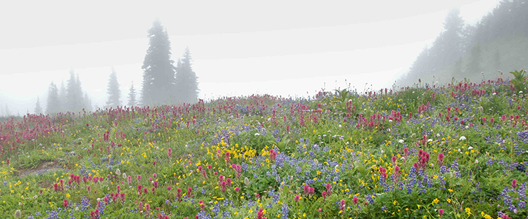 A mountain flower meadow